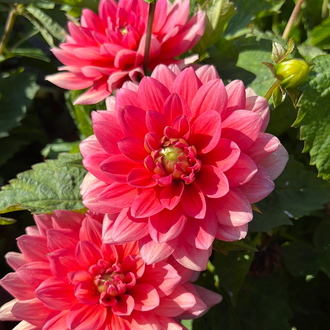 Dahlia Berliner Kleene