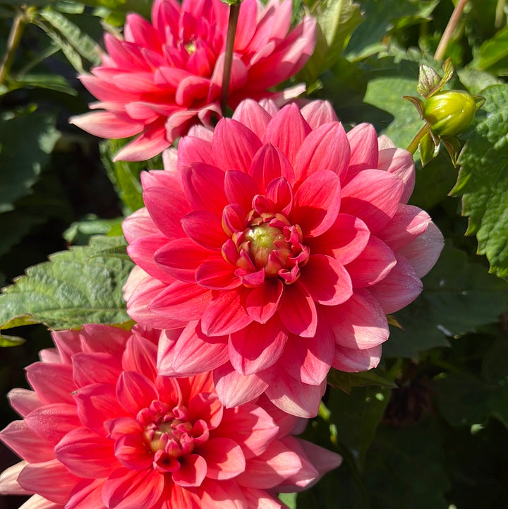Dahlia Berliner Kleene