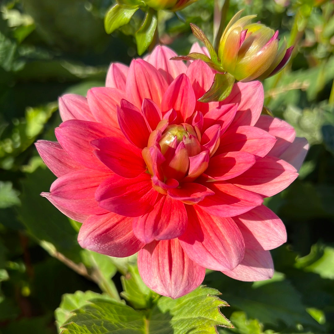 Dahlia Berliner Kleene