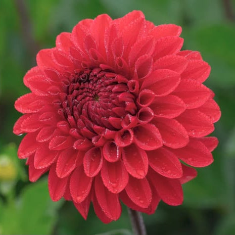 Dahlia Bizon Danebro Nyhet
