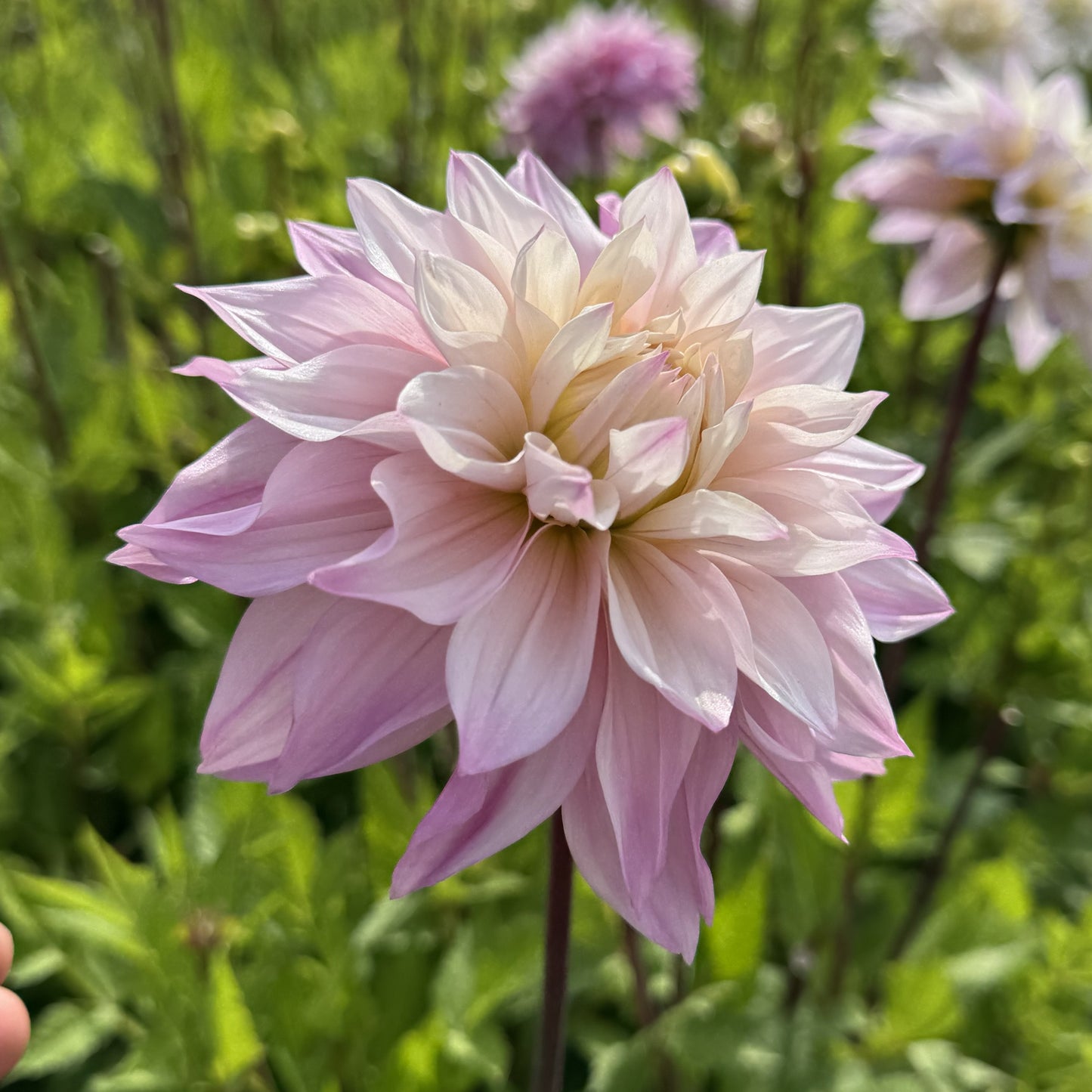 Dahlia Elliot Nyhet!