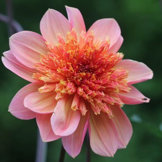 Dahlia Lava Glow