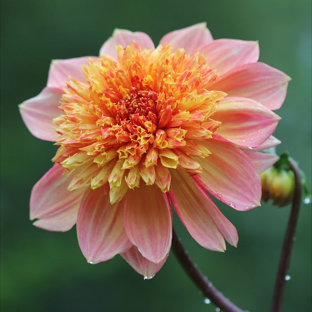 Dahlia Lava Glow