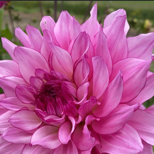 Dahlia Lizz Baaij Nyhet!