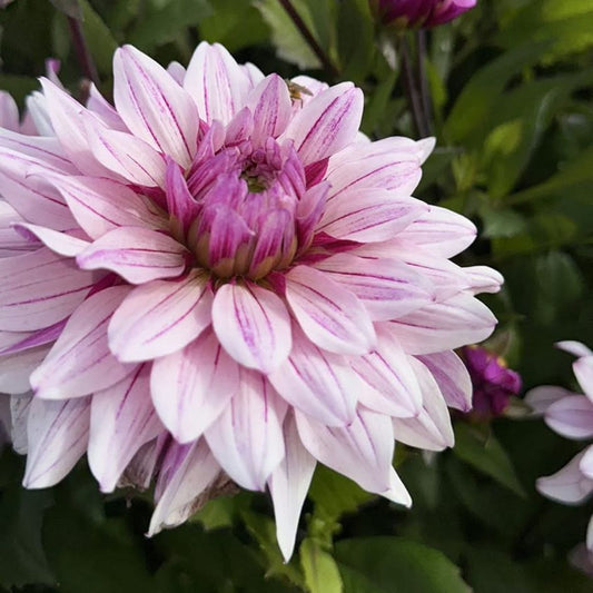 Dahlia Miya
