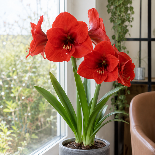 Amaryllis 'Ferrari'