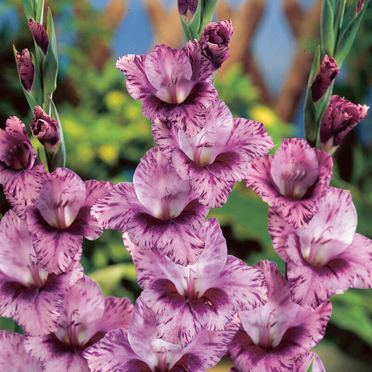 Gladiolus Passos 10st
