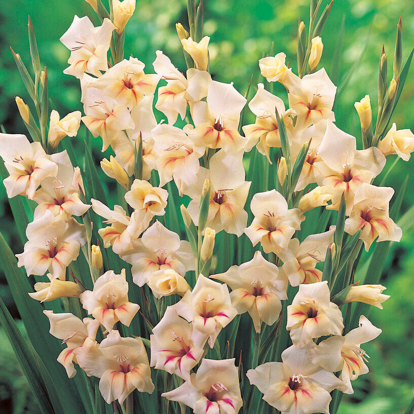 Gladiolus nanus Halley 10st