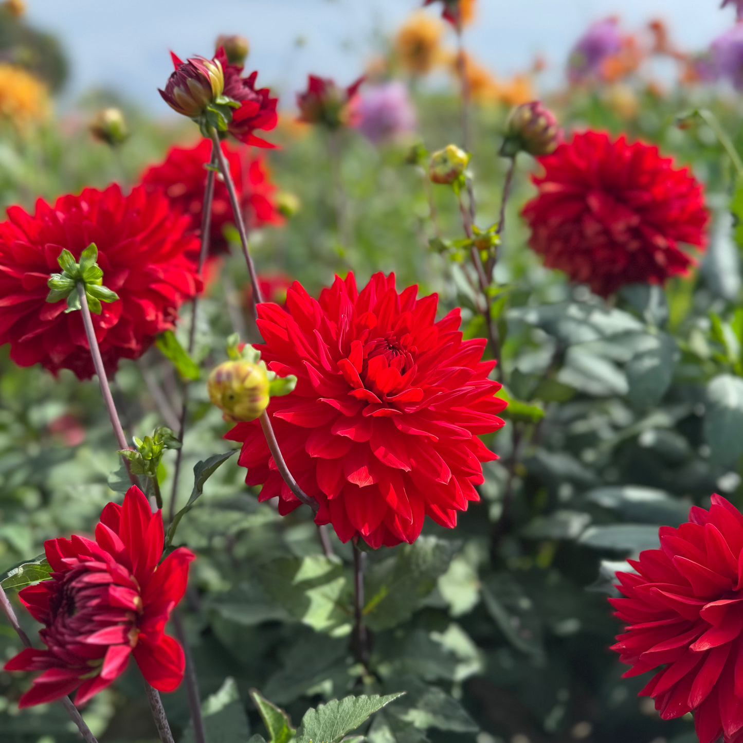 Dahlia Garden Wonder Nyhet!