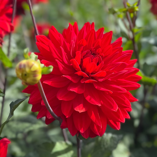 Dahlia Garden Wonder Nyhet!