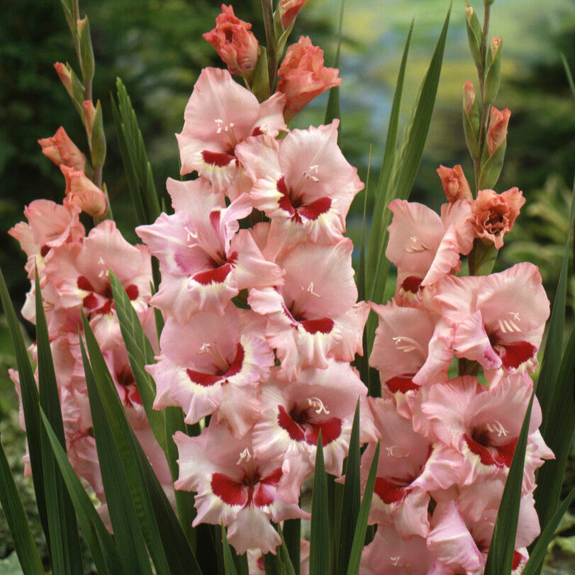 Gladiolus Wine and Roses 10st