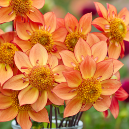 Dahlia Franks Favorite