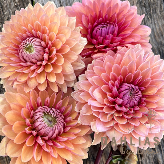 Dahlia Linn´s favoriter mix 5st knölar