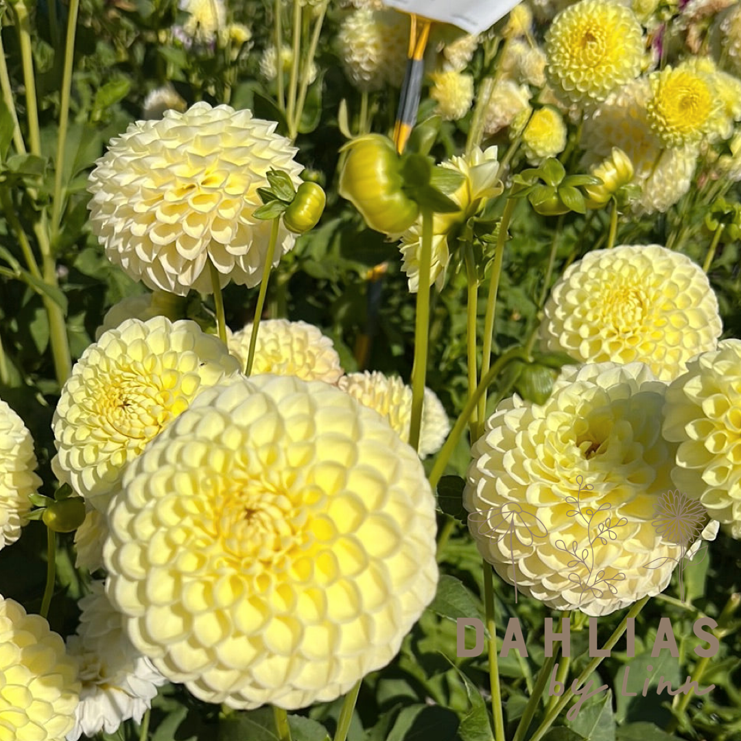 Dahlia Axplock av linnfavvisar 10st