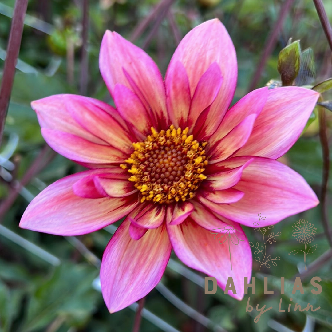 Dahlia Pollinerarnas godisblandning 5st