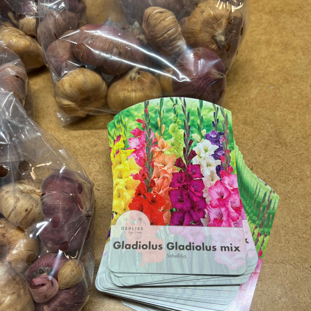 Gladiolus mix 20st