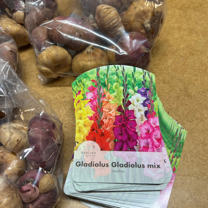 Gladiolus mix 20st