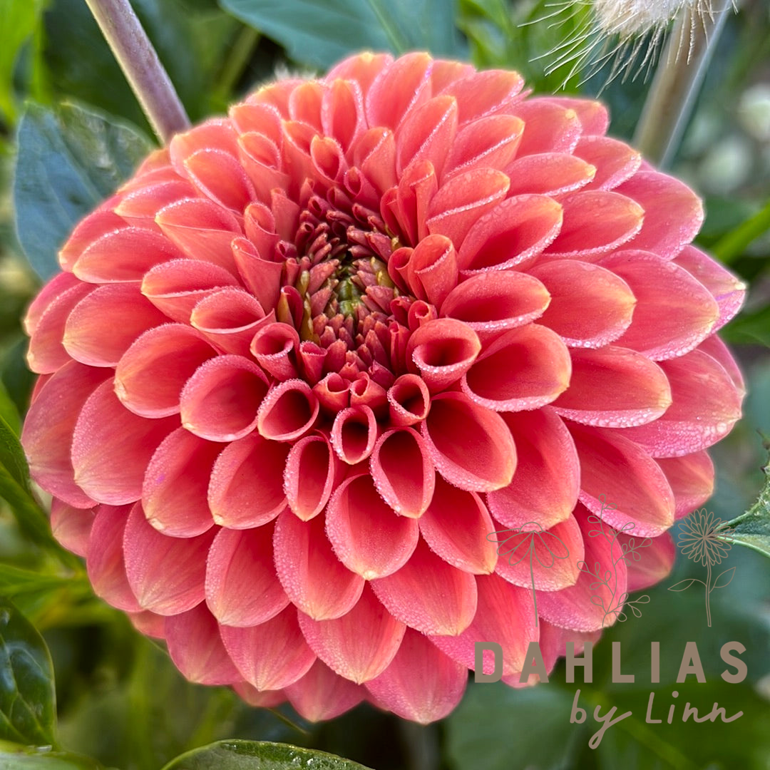 Dahlia Axplock av linnfavvisar 10st