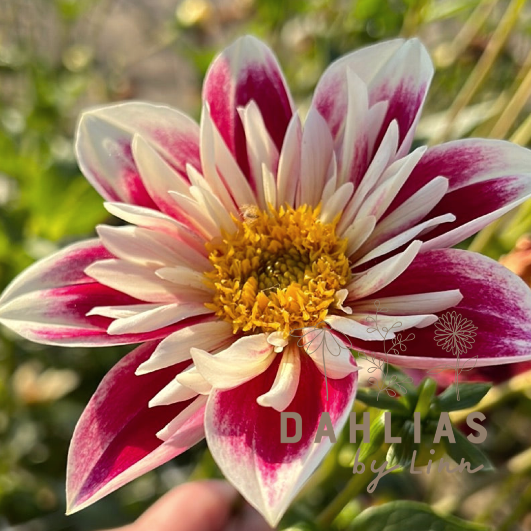 Dahlia Pollinerarnas godisblandning 5st