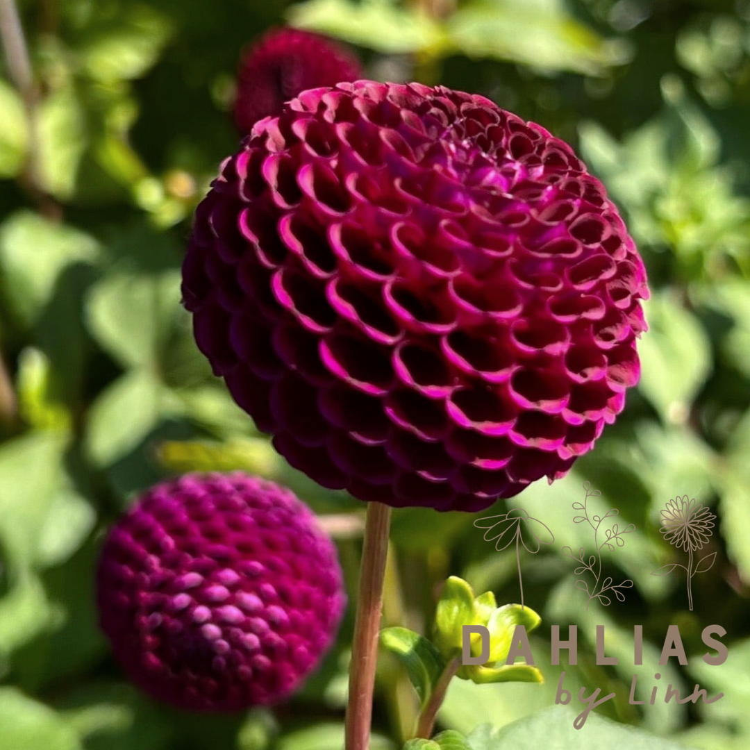Dahlia 2 kvadrat Djup kärlek