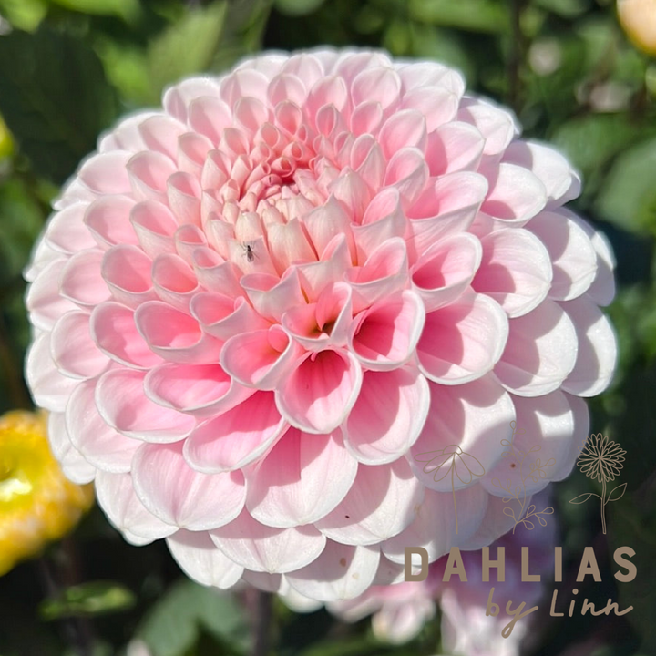 Dahlia 2 kvadrat Djup kärlek
