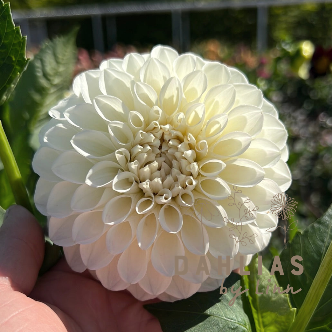 Dahlia Vita drömmen 5st