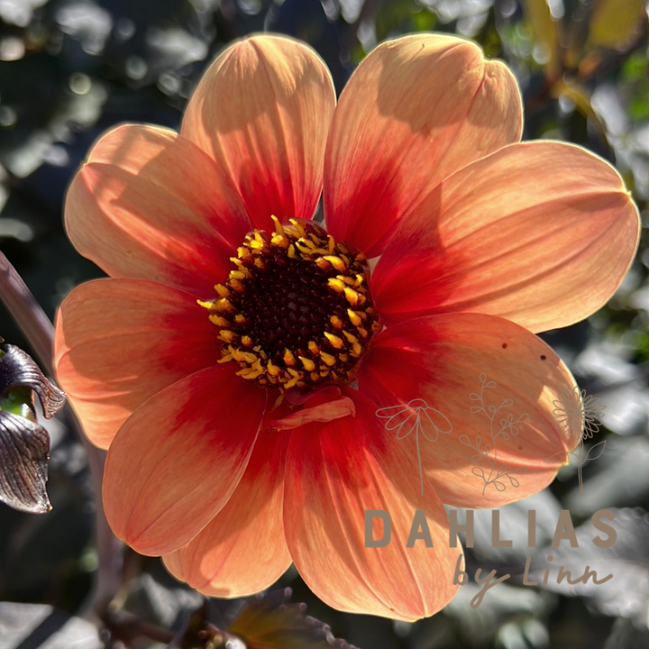 Dahlia Pollinerarnas eldiga favvoblandning 5st