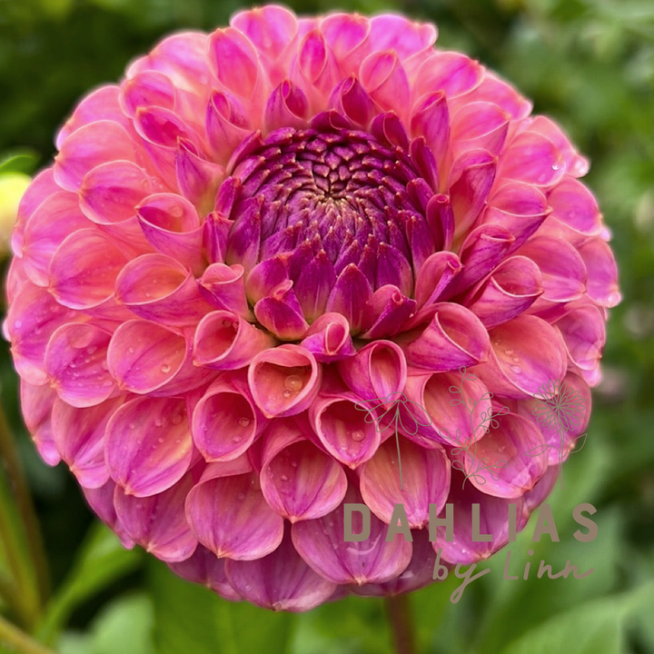 Dahlia Axplock av linnfavvisar 10st