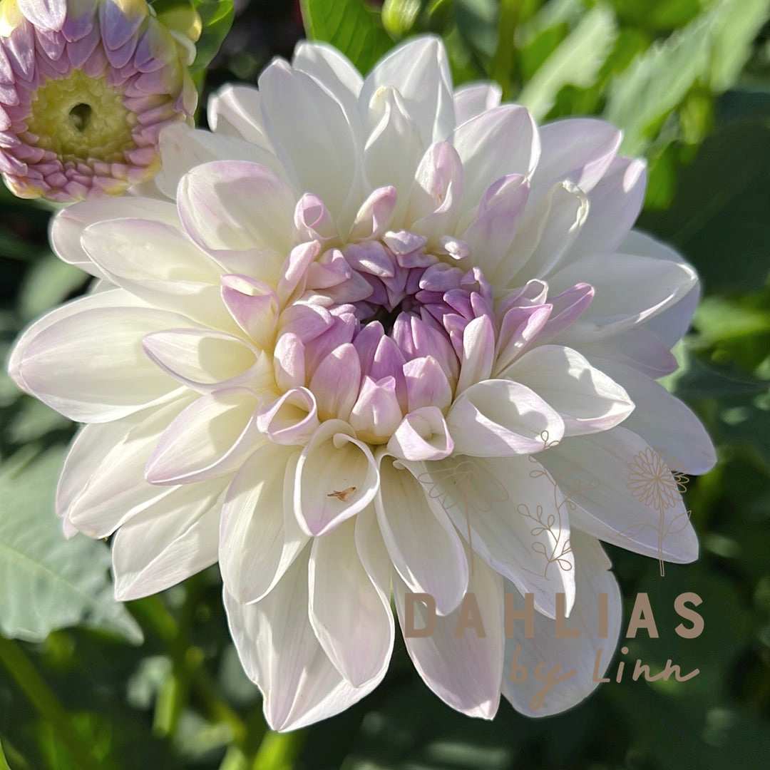 Dahlia Hugos favoriter 10st