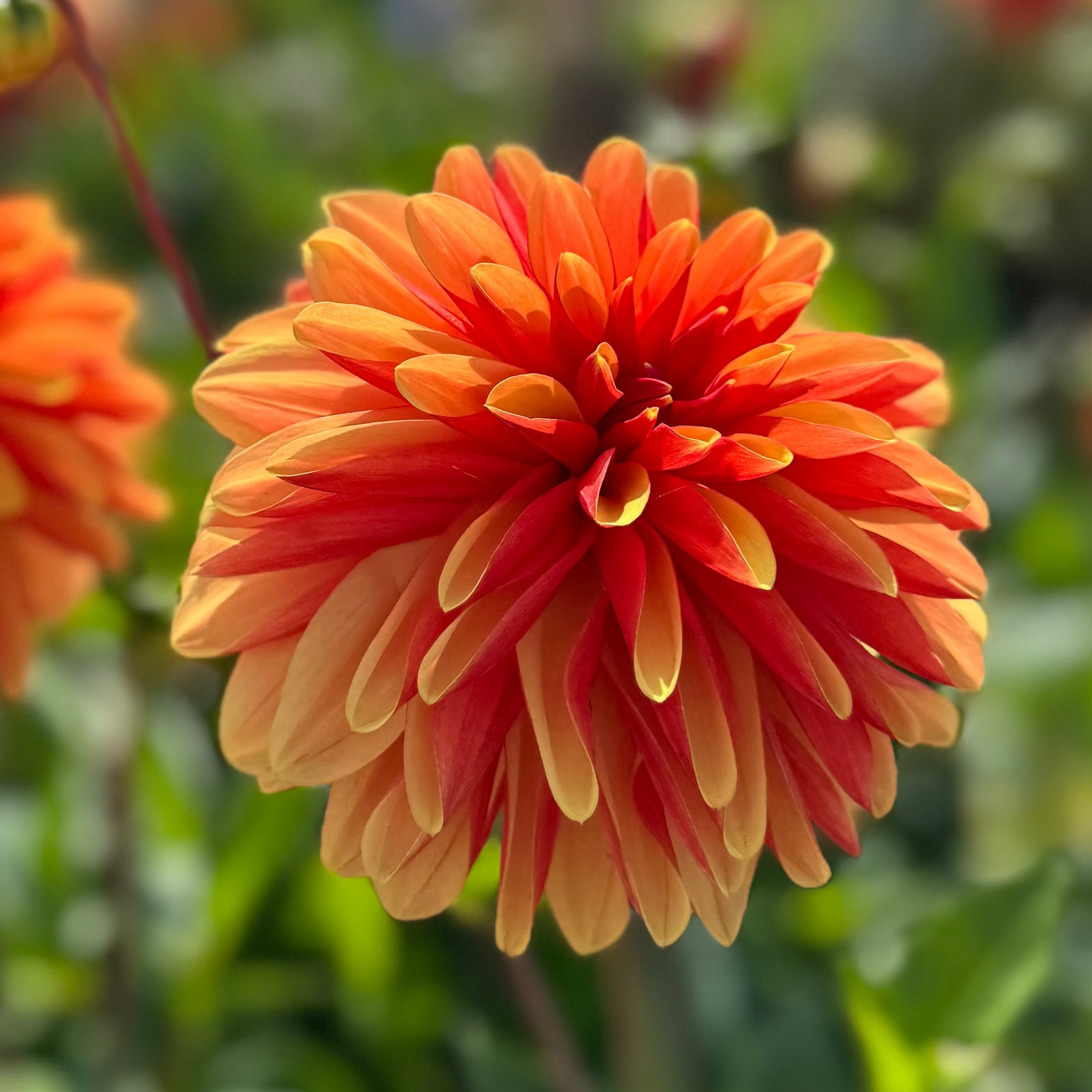 Dahlia Japolu Nyhet!