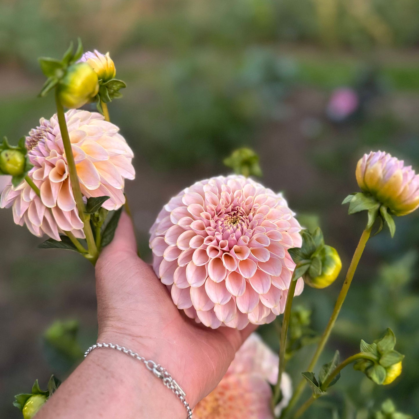 Dahlia KA's Cinder Rose™ Nyhet!