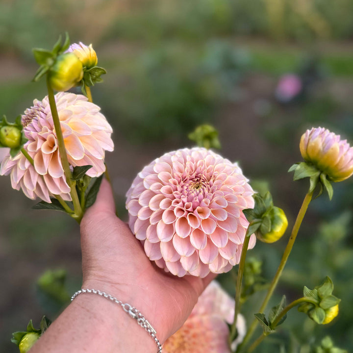 Dahlia KA&