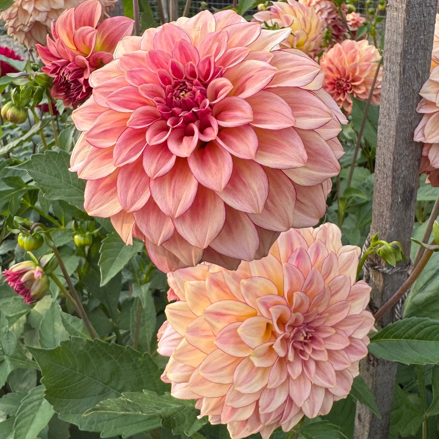 Dahlia KA's Mocha Katie™ Nyhet!