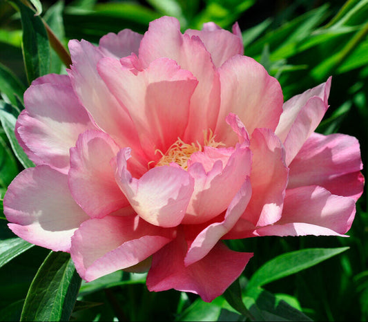 Pion Julia Rose (itoh)