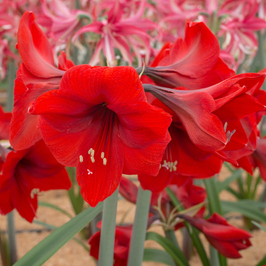 Amaryllis Red Lion lökstorlek 40+