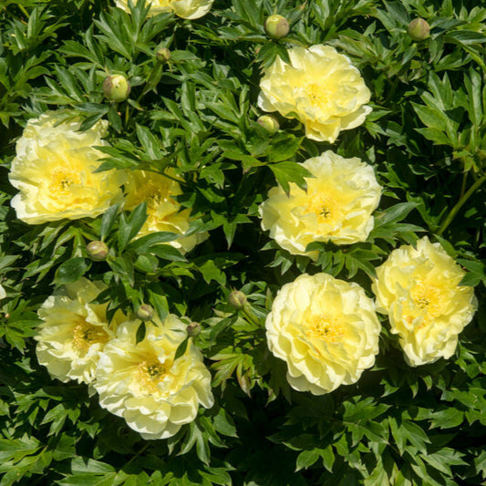 Itoh-pion 'Bartzella'