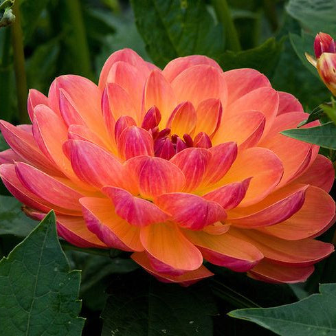 Dahlia Pam Houden