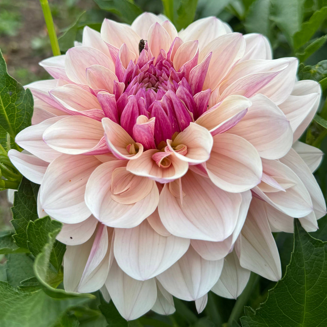 Dahlia KA&