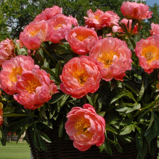 Luktpion 'Coral Charm'