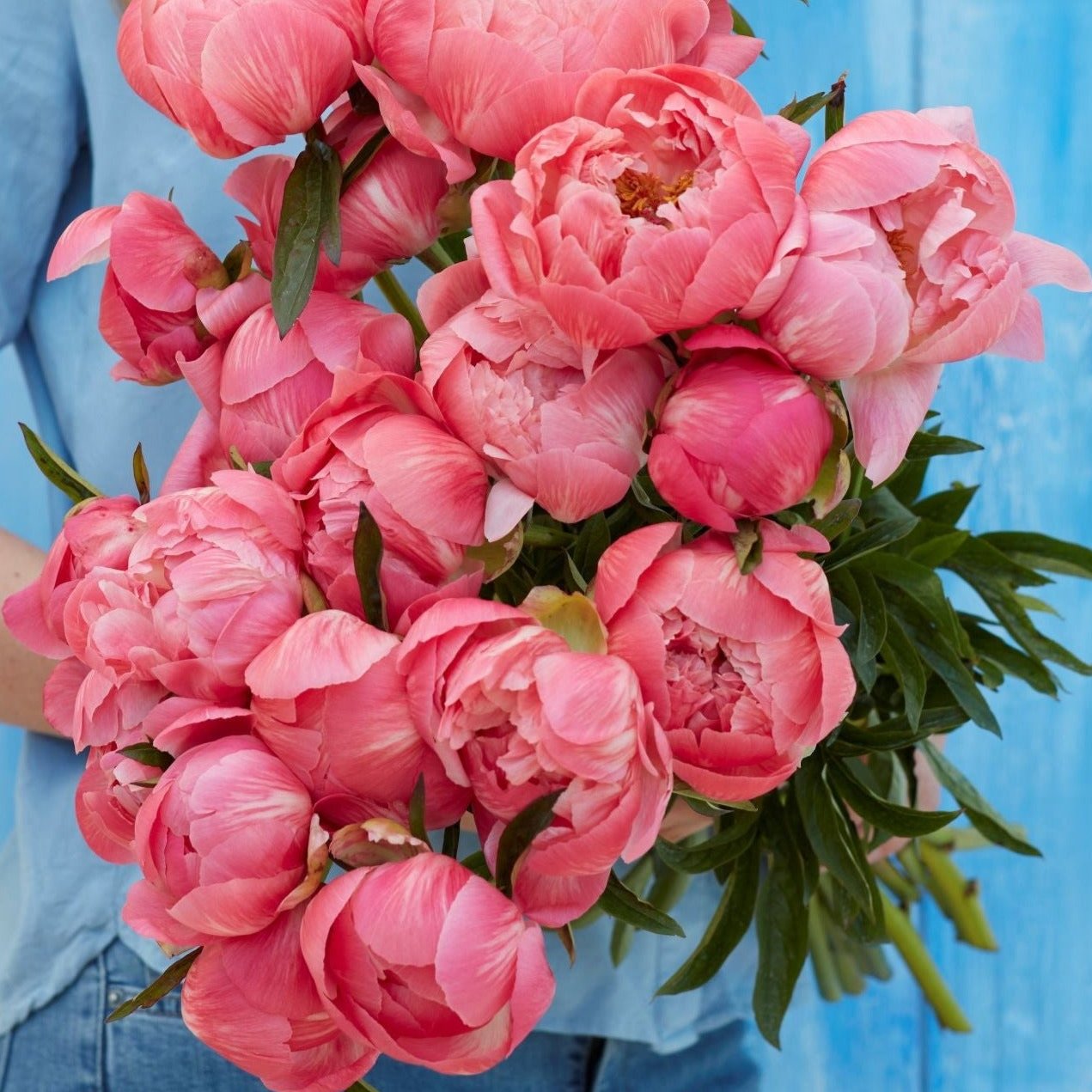 Luktpion 'Coral Charm'