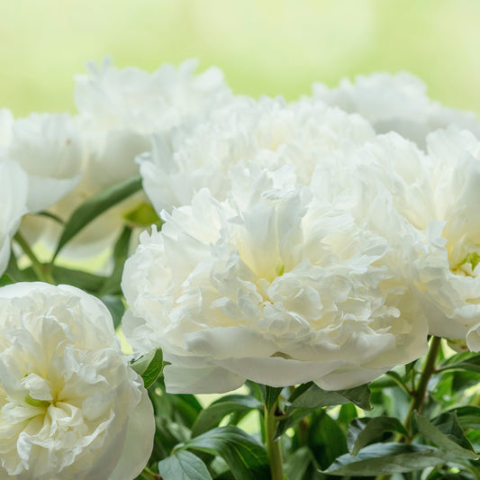 Luktpion 'Duchesse de Nemours'