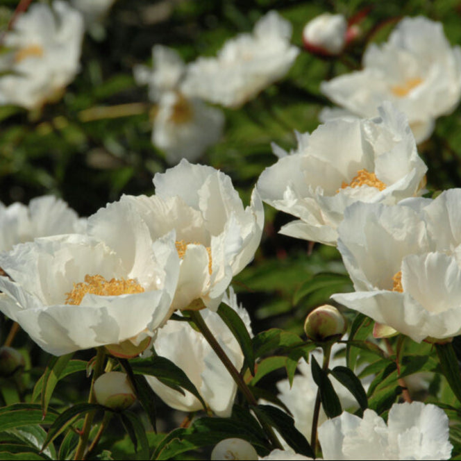Luktpion 'Krinkled White'
