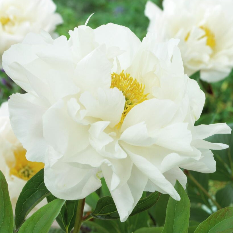 Luktpion 'Miss America'