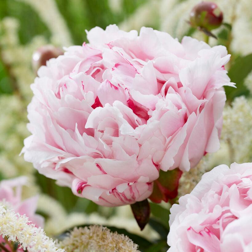 Luktpion 'Sarah Bernhardt'