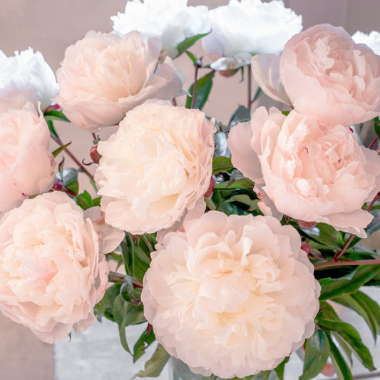 Luktpion 'Shirley Temple'