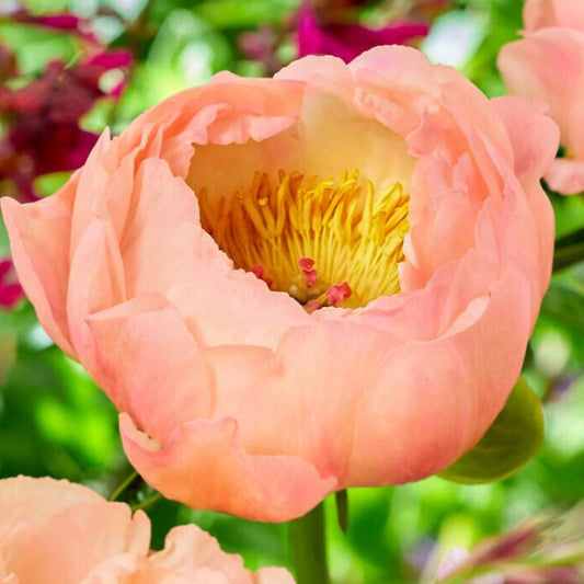 Luktpion 'King's Day'
