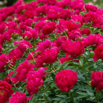 Pion 'Red Sarah Bernhardt'