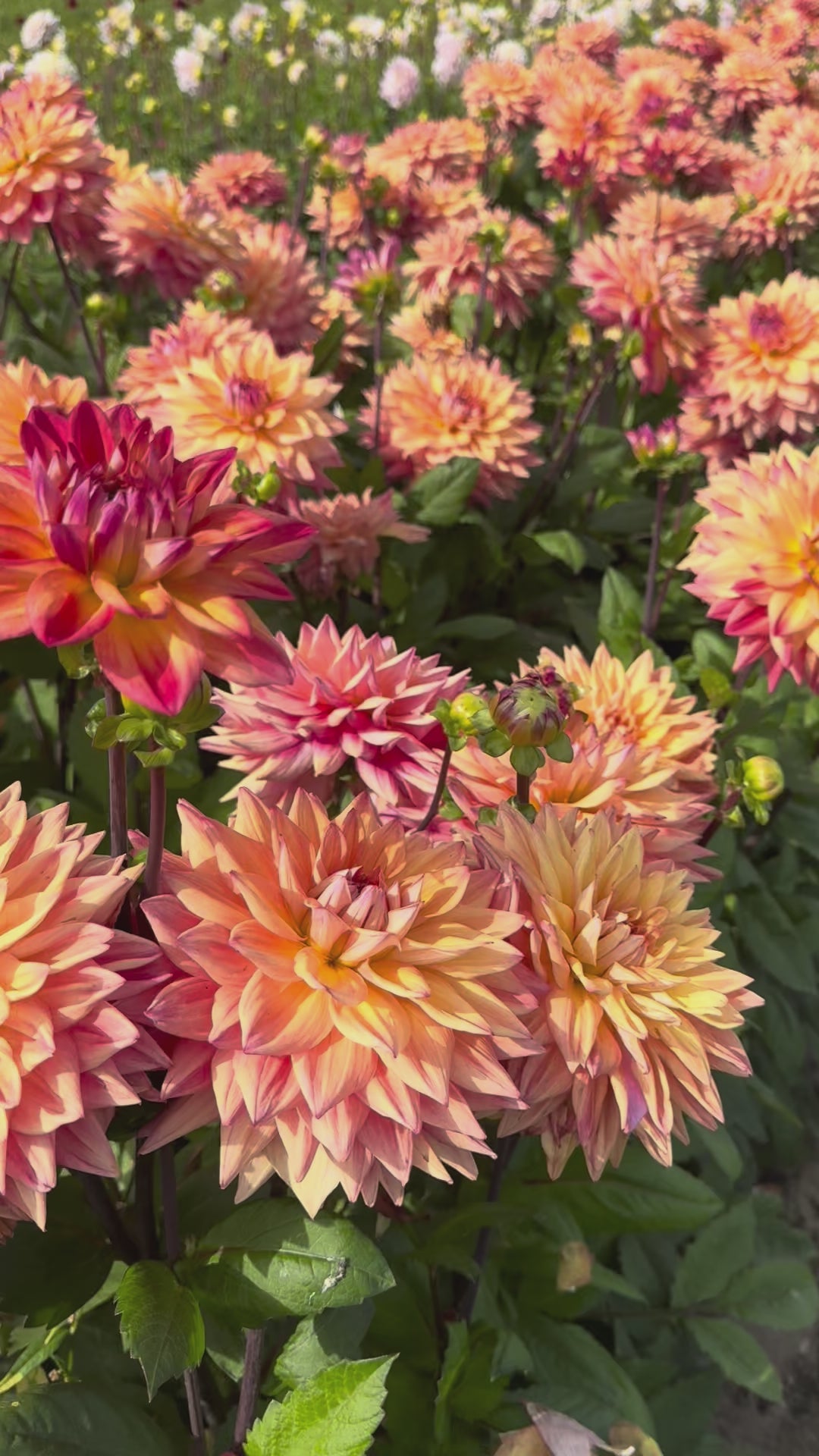 Dahlia Hakuna Matata Nyhet! Exclusive!