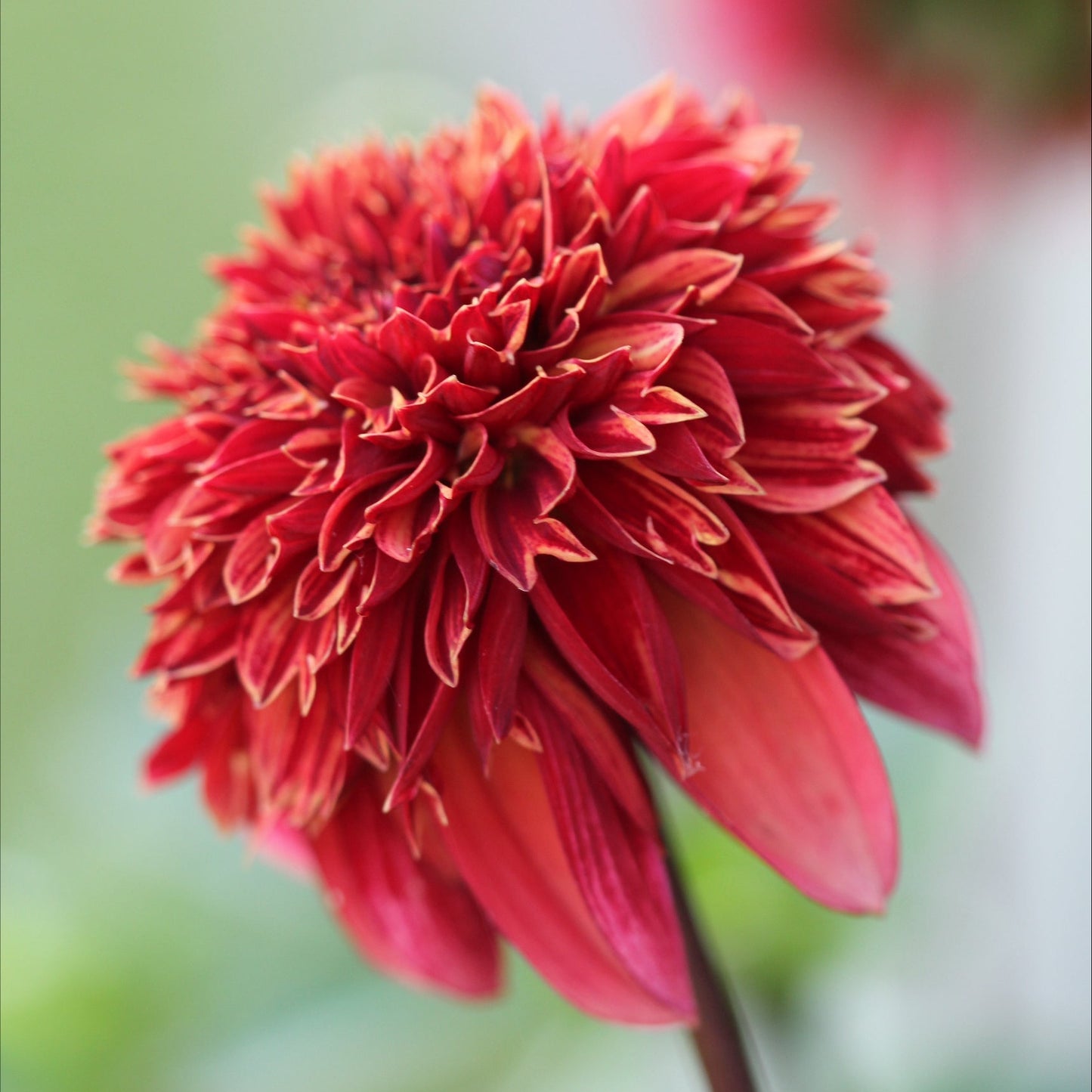 Dahlia Adams Chois Nyhet!