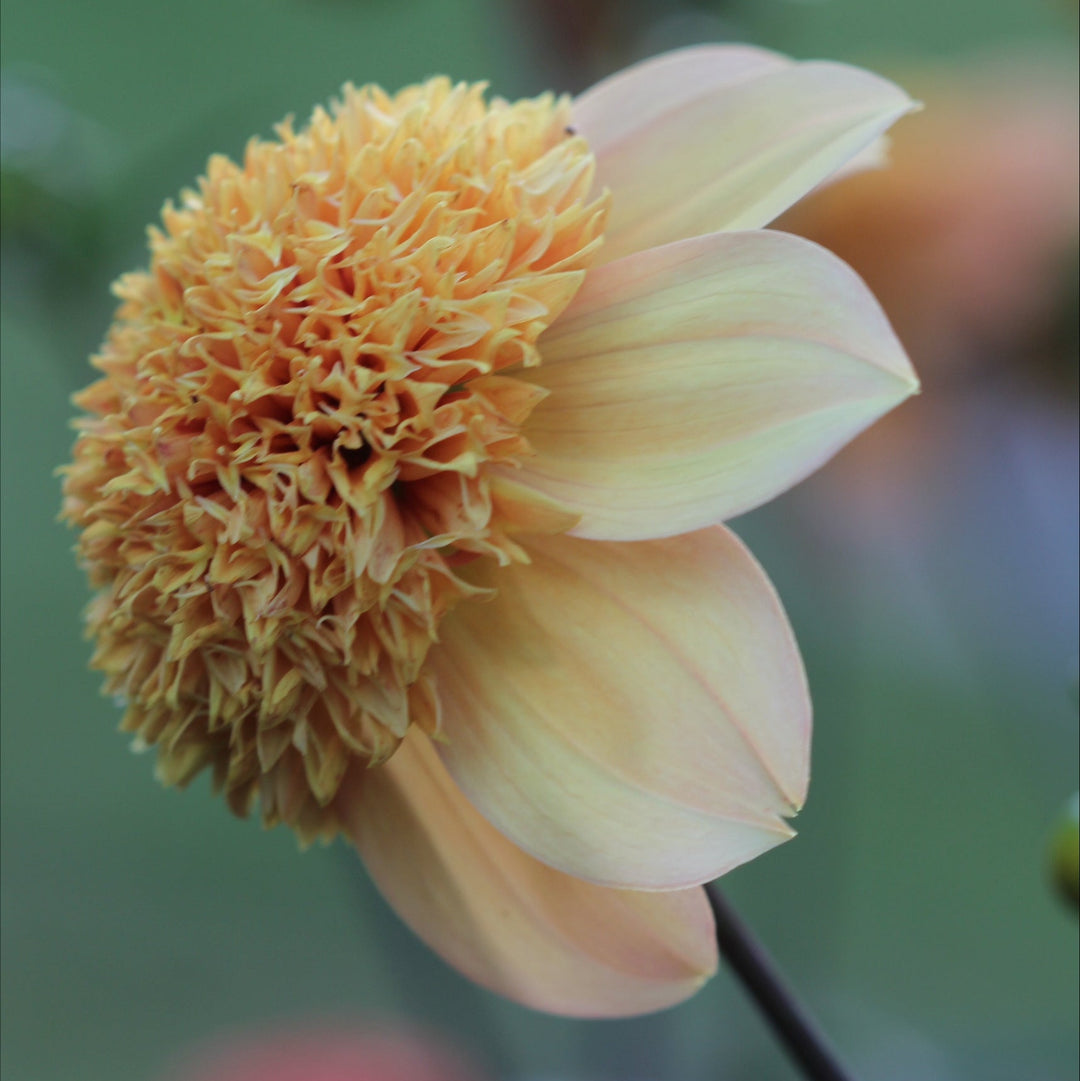 Dahlia Sandia Brocade